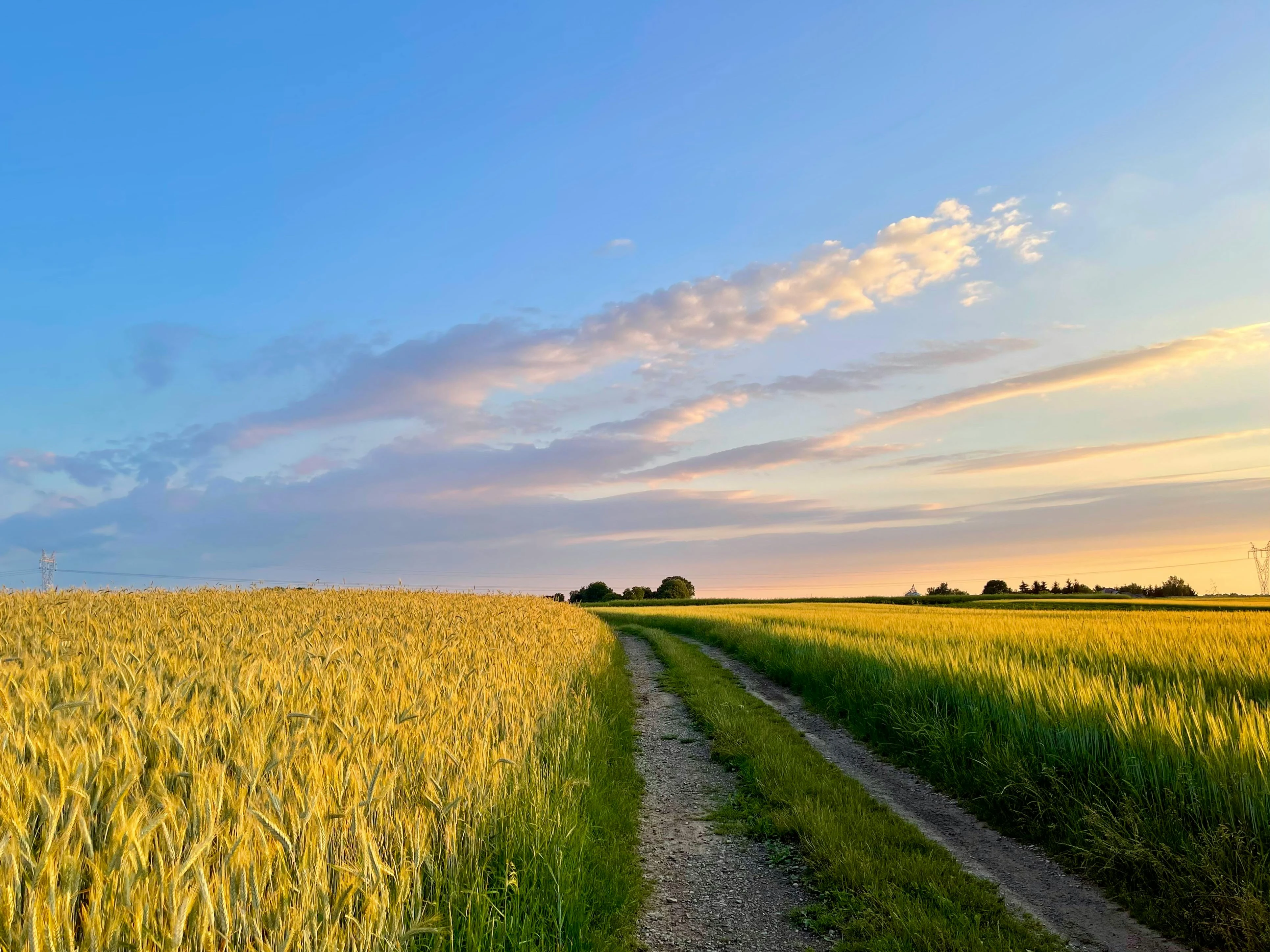 Cinematic 4k wide shot of rural Indian farm landscape at golden hour, lush green fields, soft mist, peaceful nature vibe, no text